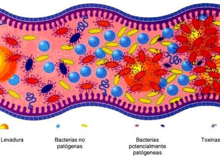 bacteris