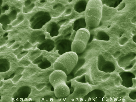 bacteris1