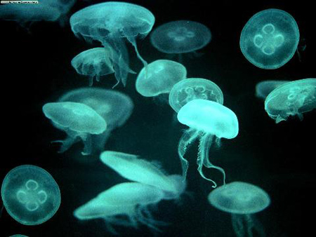 meduses