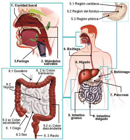 sistema digestiu