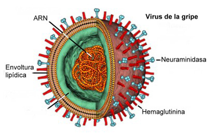virus-grip