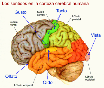 els 5 sentits en el cervell